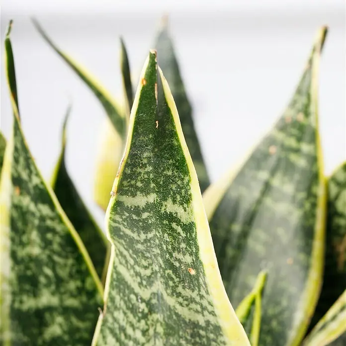 Piardino Bogenhanf - Sansevieria trifasciata, Topfgröße: 17 cm, Blattfarbe: Gelb/Grün - Detailaufnahme