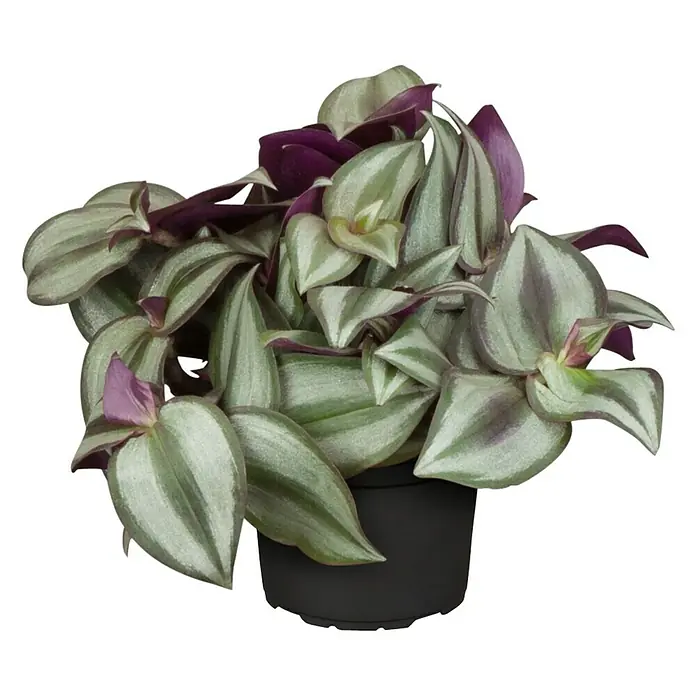 Piardino Zebrakraut - Tradescantia zebrina, Topfgröße: 12 cm, Blattfarbe: Grün/Weiß - Vorderansicht