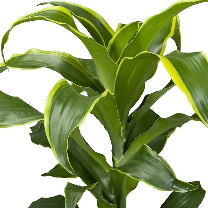 Piardino Drachenbaum - Dracaena fragrans Dorado, Topfgröße: 17 cm, Blattfarbe: Gelb/Grün - Detailaufnahme