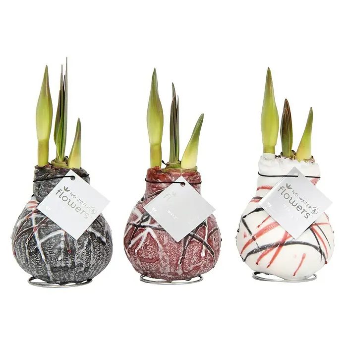 Piardino Amaryllis Waxz® van Gogh - Hippeastrum x Hybrid, Blütenfarbe: Rot, Rot/Braun/Weiß - Vorderansicht