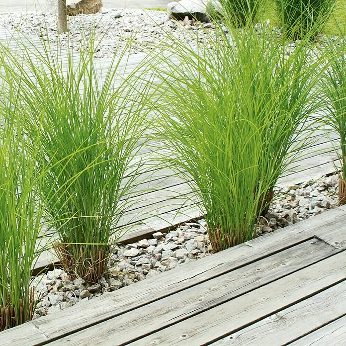 Terrassendiele - Kiefer, 300 x 12 x 2,1 cm - Stimmungsaufnahme