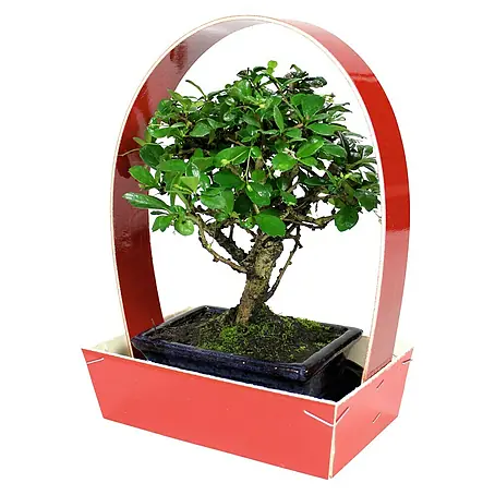 Bonsai