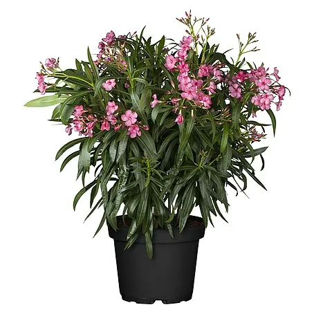 Piardino  Oleander