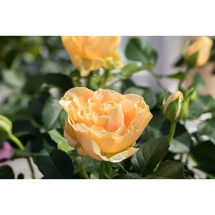 Piardino Topfrose Patio Hit - Rosa Hybride, Topfgröße: 13 cm, Blütenfarbe: Orange - Detailaufnahme