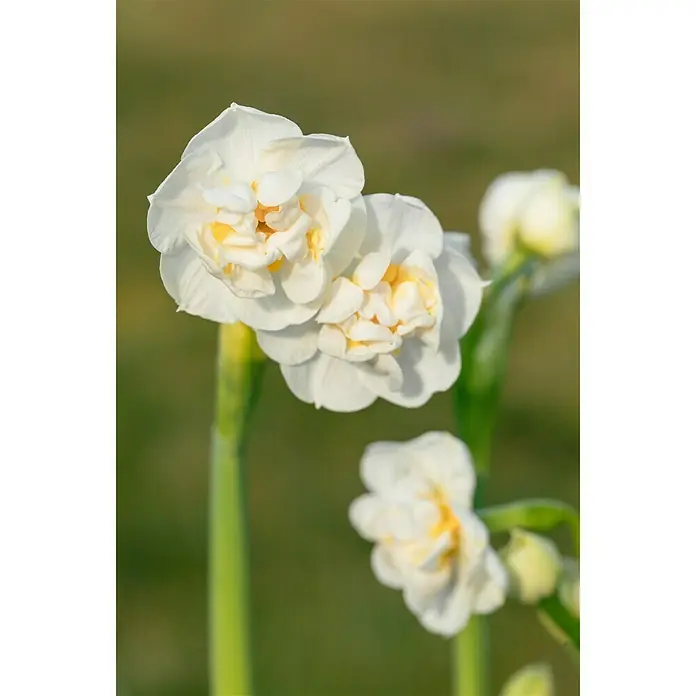 Piardino Frühlingsblumenzwiebeln - Narcissus pseudonarcissus 'Bridal Crow' - Detailaufnahme