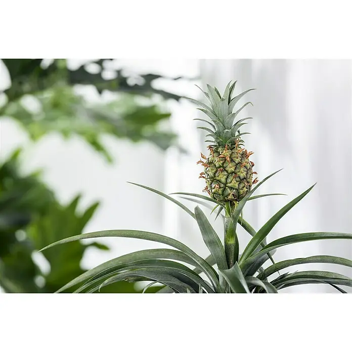 Piardino Ananas - Ananas comosus, Topfgröße: 12 cm - Detailaufnahme
