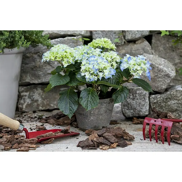 Piardino Hortensie - Hydrangea macrophylla, Topfgröße: 19 cm, Blütenfarbe: Artenabhängig - Stimmungsaufnahme