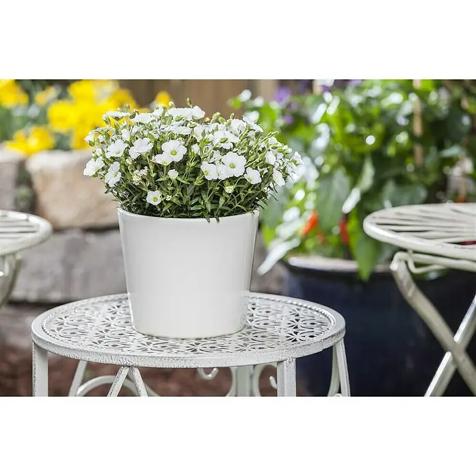 Piardino Berg-Sandkraut in Sorten - Arenaria montana, Topfgröße: 13 cm, Weiß - Stimmungsaufnahme