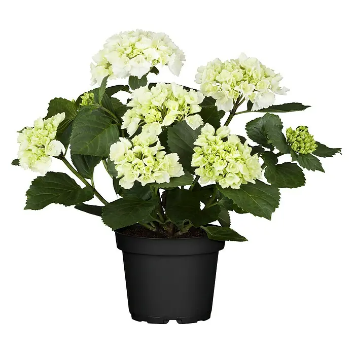 Piardino Bauernhortensie - Hydrangea macrophylla, Blütenfarbe: Weiß - Vorderansicht
