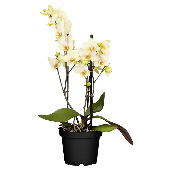 Piardino Schmetterlingsorchidee - Phalaenopsis multiflora, Topfgröße: 12 cm, Gelb, Anzahl Triebe: 2 Stk. - 3 Stk. - Vorderansicht