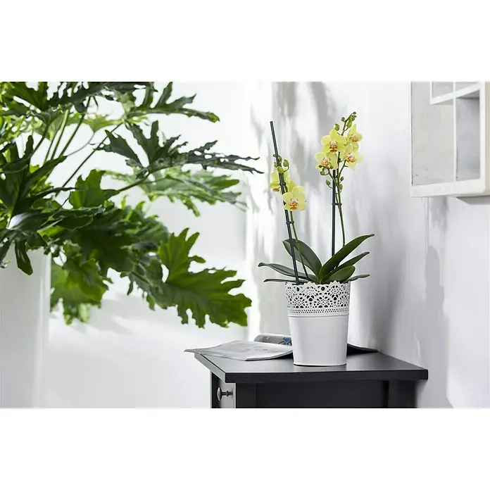 Piardino Schmetterlingsorchidee - Phalaenopsis multiflora, Topfgröße: 12 cm, Gelb, Anzahl Triebe: 2 Stk. - 3 Stk. - Stimmungsaufnahme