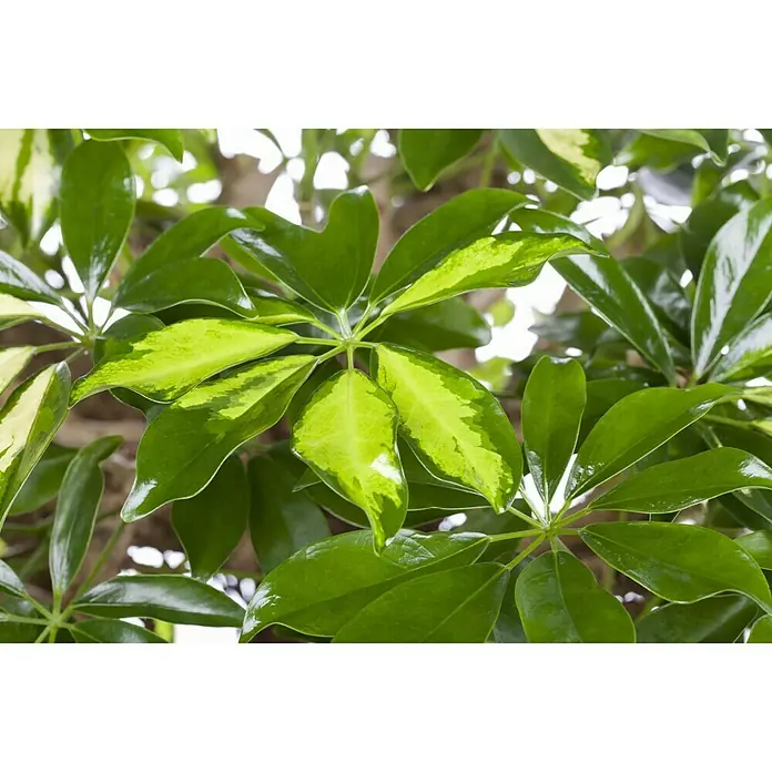 Piardino Strahlenaralie - Schefflera arboricola Gold Capella, Topfgröße: 17 cm, Gelb/Grün
