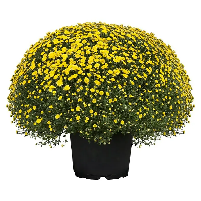 Piardino Herbst-Chrysantheme - Chrysanthemum indicum Hybride, Topfgröße: 33 cm, Sortenabhängig - Vorderansicht