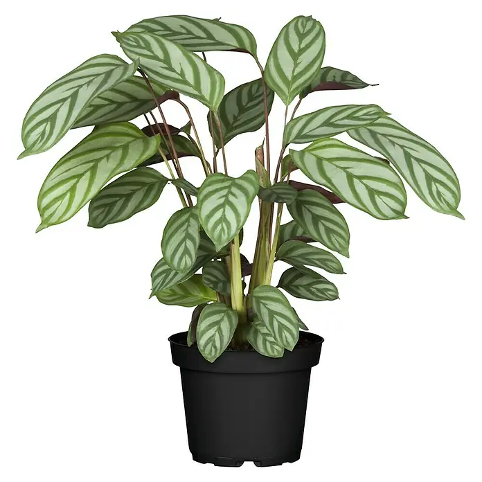 Piardino Korbmarante - Calathea musaica Hybride, Topfgröße: 12 cm