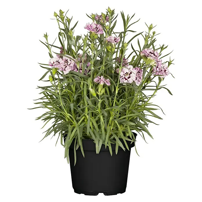 Piardino Gartennelke Capitan - Dianthus caryophyllus 'Captain', Topfgröße: 17 cm, Violett - Vorderansicht