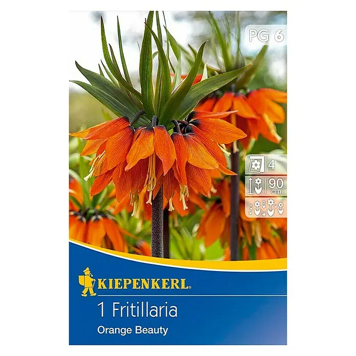 Kiepenkerl Frühlingsblumenzwiebeln Kaiserkrone 'Orange Beauty' - Fritillaria imperialis, 1 Stk. - Vorderansicht