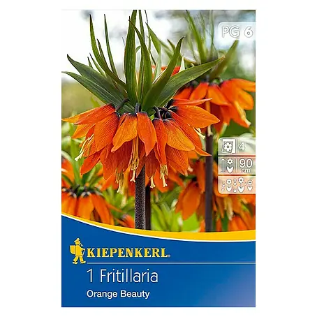 Kiepenkerl  Frühlingsblumenzwiebeln Kaiserkrone 'Orange Beauty'