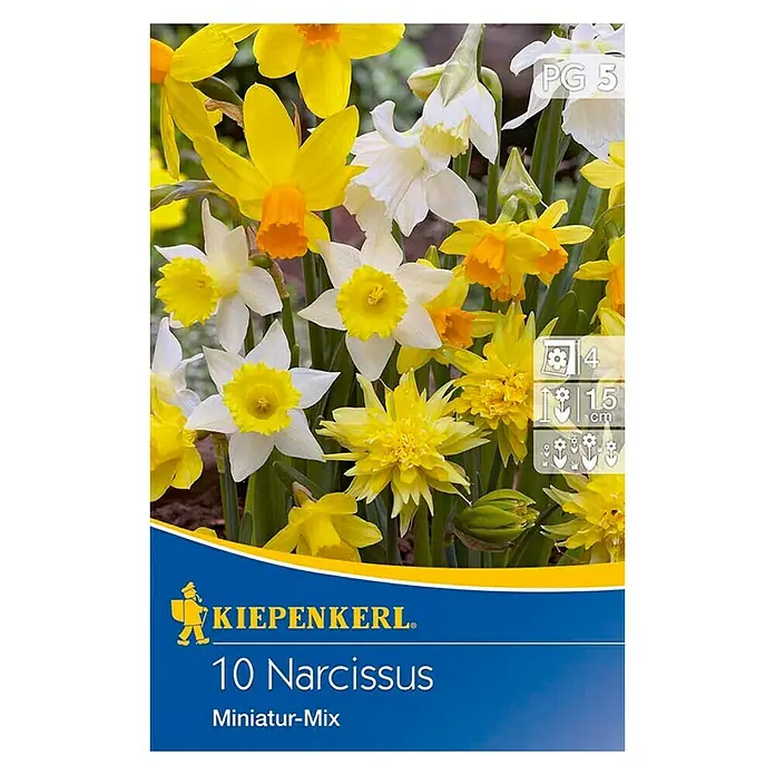 Kiepenkerl Frühlingsblumenzwiebel-Mix Miniatur Narzissen - Narcissus pseudonarcissus, 10 Stk. - Vorderansicht