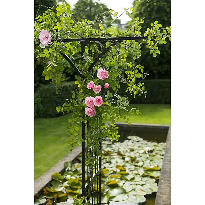 Nature Rosenbogen - 114 x 66 x 232 cm, Schwarz - Stimmungsaufnahme