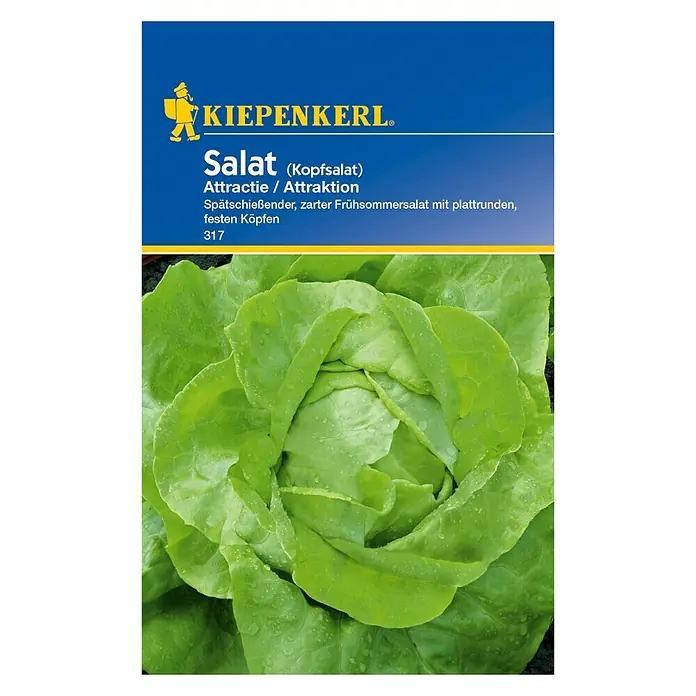 Kiepenkerl Salatsamen Kopfsalat - Attractie, Lactuca sativa var. capitata, Erntezeit: Juni - Vorderansicht