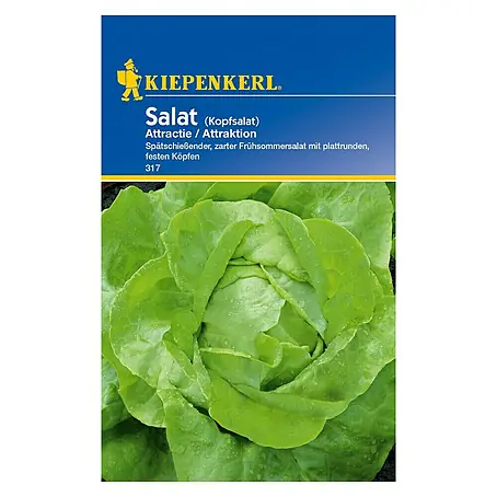 Kiepenkerl  Salatsamen Kopfsalat