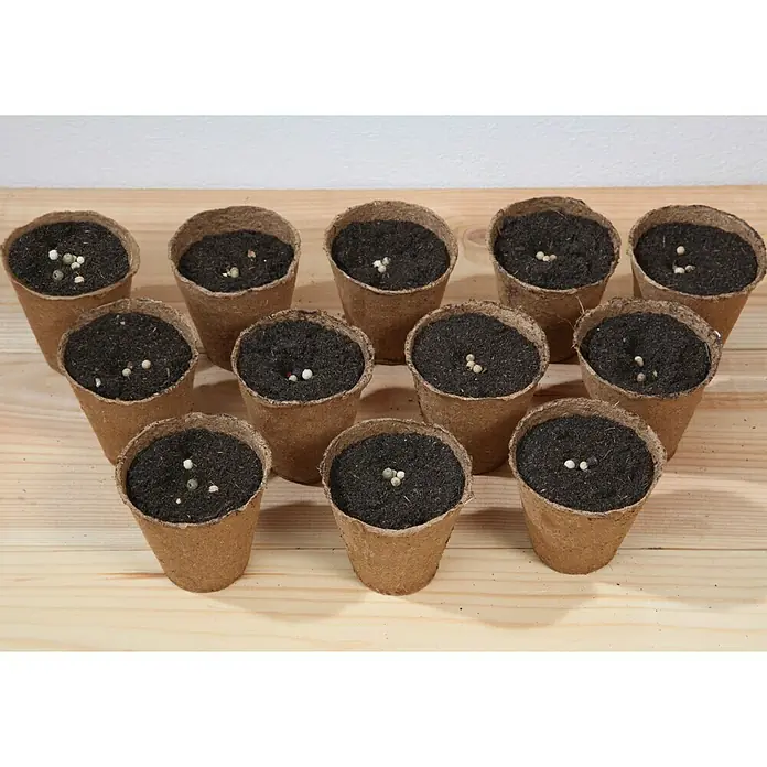 Floraworld Tegla za uzgoj biljaka - Ø x V: 6 x 6,5 cm - Proizvod u upotrebi