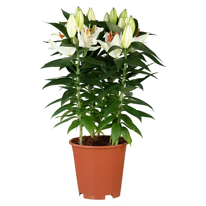 Piardino Lilie - Lilium Oriental 'Stargazer', Blütezeit: August - Oktober, Blütenfarbe: Sortenabhängig - Vorderansicht