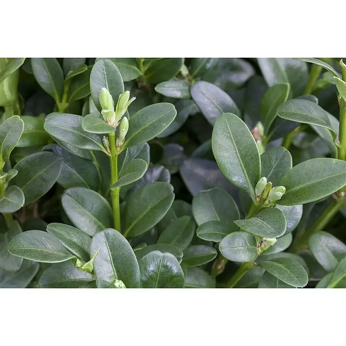 Piardino Buchsbaum - Buxus sempervirens, Topfvolumen: 5 l - Detailaufnahme
