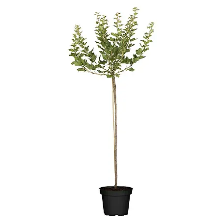 Piardino  Stachelbeere Stämmchen