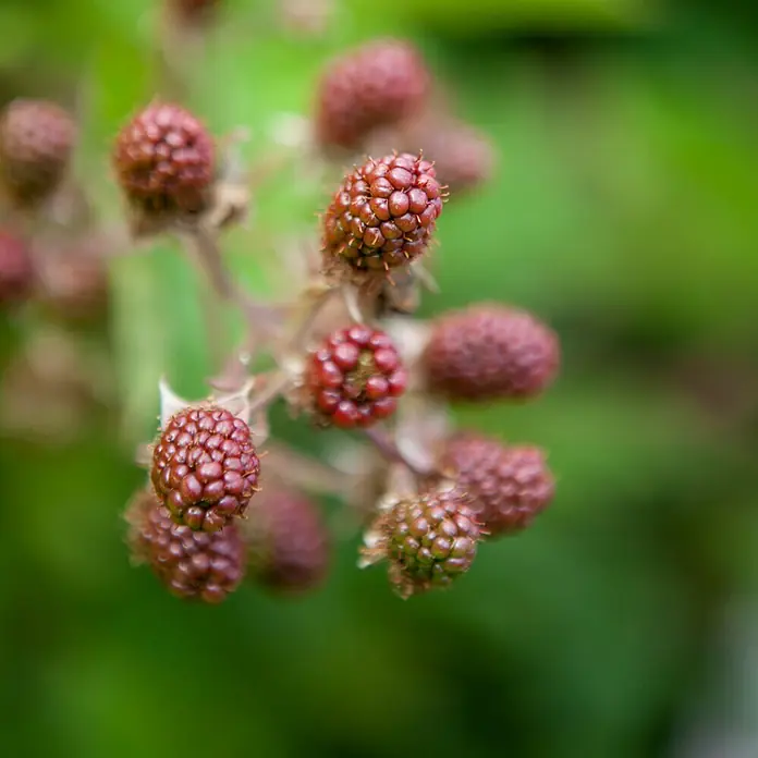 Piardino Taybeere - Rubus fruticosus x idaeus, Erntezeit: Juli - August - Detailaufnahme