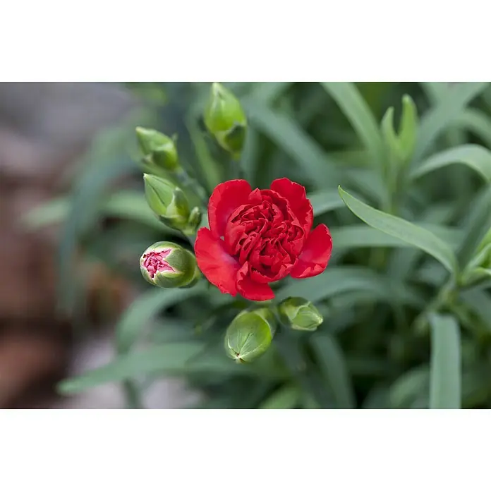 Piardino Gartennelke - Dianthus caryophyllus, Topfgröße: 12 cm, Blütenfarbe: Gelb - Detailaufnahme