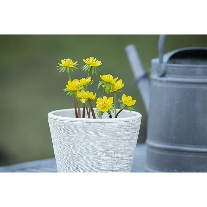 Piardino Frühlingsblüher - Eranthis hyemalis, Gelb - Stimmungsaufnahme
