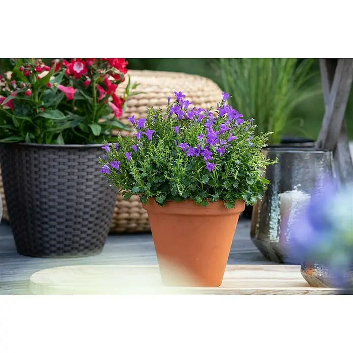 Piardino Campanilla dálmata - Campanula portenschlagiana, Tamaño de maceta: 13 cm, Azul - Foto ambiente