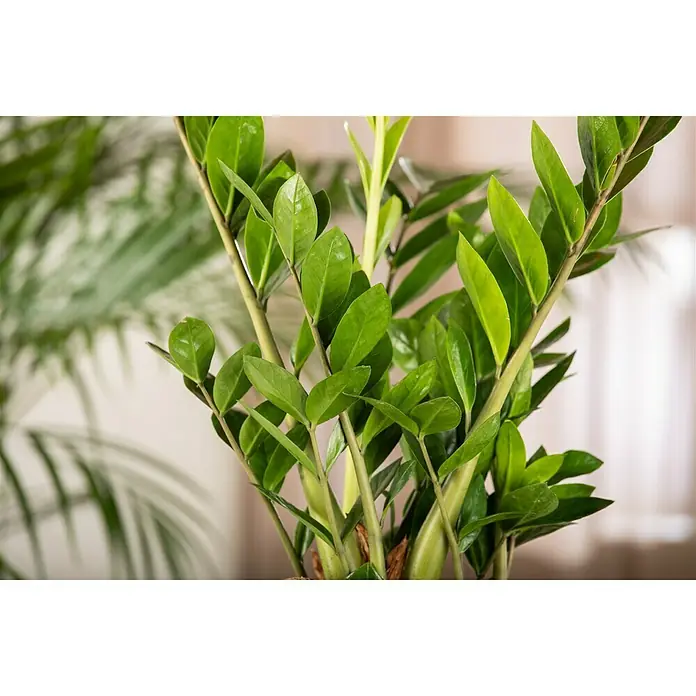Piardino Glücksfeder - Zamioculcas zamiifolia, Topfgröße: 23 cm - Detailaufnahme