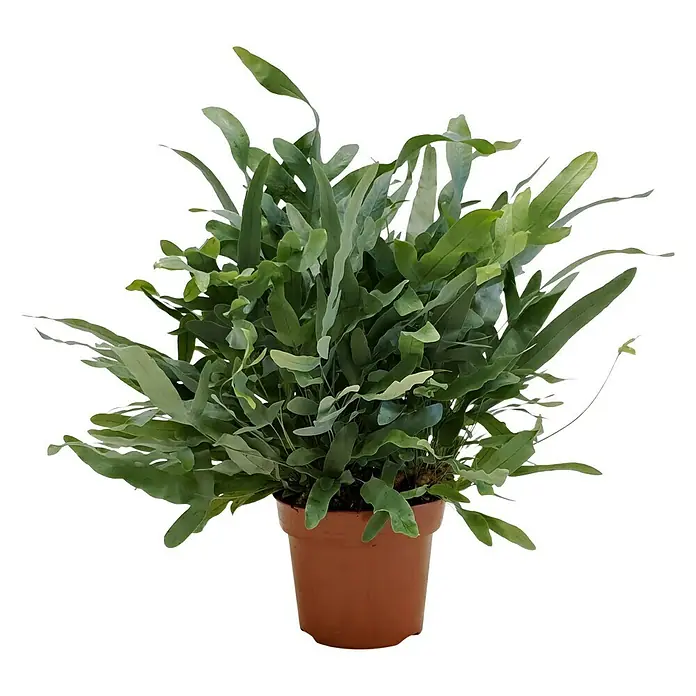 Phlebodium aureum - Phlebodium aureum, Tamaño de maceta: 12 cm - Vista frontal