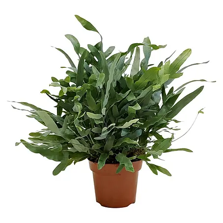 Phlebodium aureum