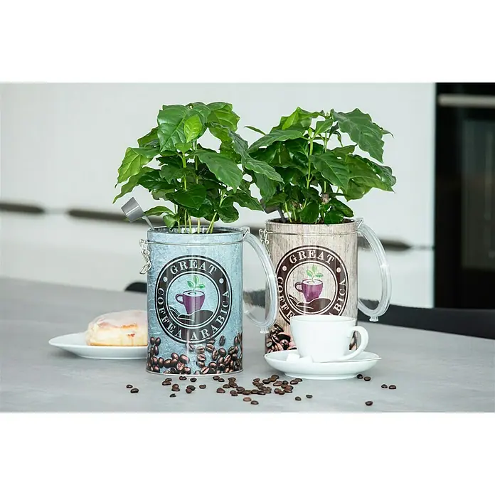 Piardino Kaffeestrauch - Coffea arabica, Grün - Stimmungsaufnahme