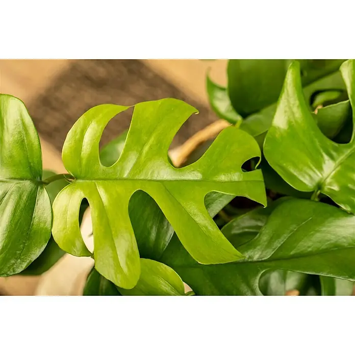 Piardino Fensterblatt Minima - Philodendron tetrasperma, Topfgröße: 12 cm - Detailaufnahme