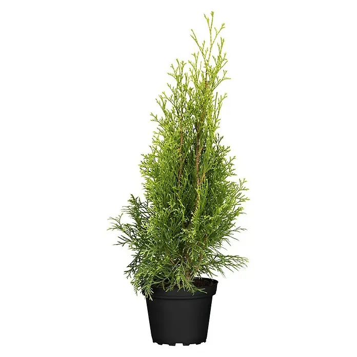 Lebensbaum Smaragd - Thuja occidentalis 'Smaragd' - Vorderansicht