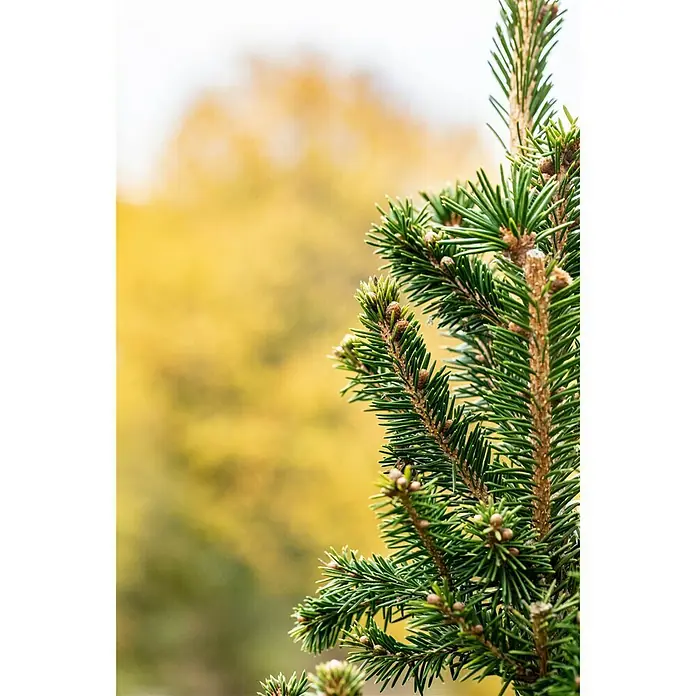 Piardino Zuckerhut-Fichte - Picea glauca 'Conica', Topfgröße: 15 cm - Detailaufnahme
