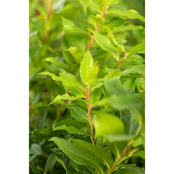 Piardino Heidelbeere - Vaccinium corymbosum 'Lucky Berry', Topfgröße: 23 cm, Erntezeit: Juli - Oktober - Detailaufnahme