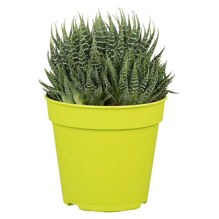 Piardino Aloe - Aloe aristata, Topfgröße: 12 cm - Vorderansicht