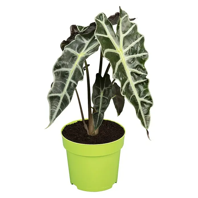 Piardino Pfeilblatt - Alocasia amazonica, Topfgröße: 12 cm - Vorderansicht
