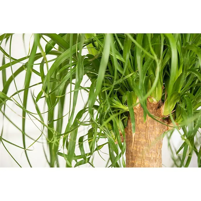 Piardino Elefantenfuß - Beaucarnea recurvata, Topfgröße: 32 cm - Detailaufnahme