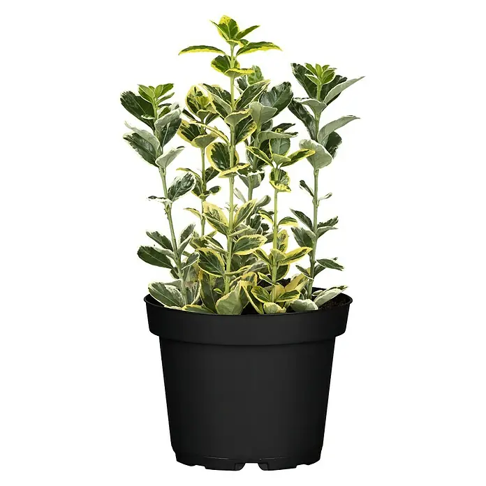 Piardino Evónimo Compacto - Euonymus japonicus, Verde - Vista frontal