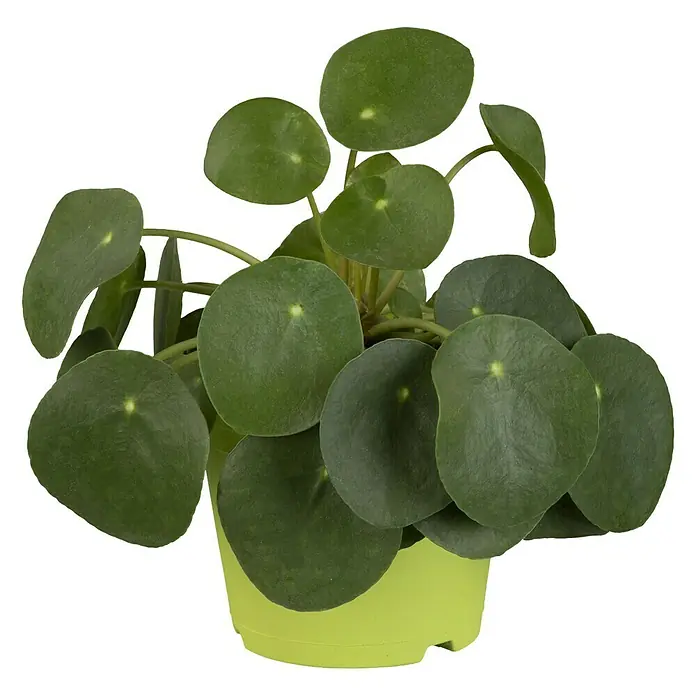 Piardino Kanonierblume Glückstaler - Pilea peperomioides, Topfgröße: 12 cm, Grün - Vorderansicht