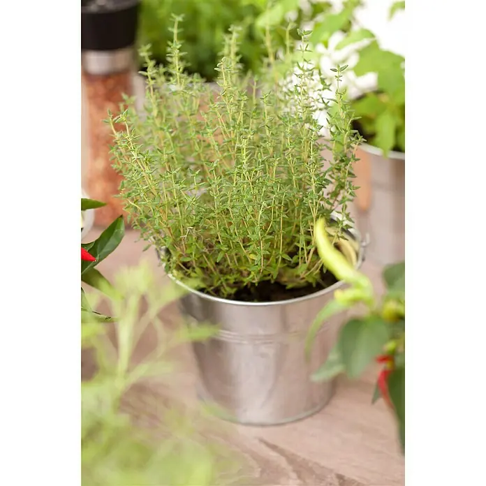 Blu Bio Echter Thymian - Thymus vulgaris - Stimmungsaufnahme