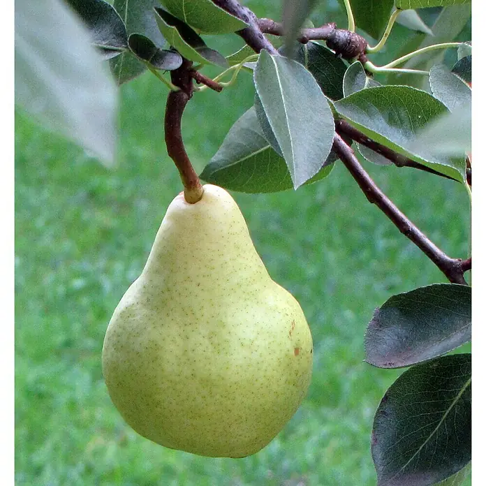 Piardino Pflanzen-Mix - Malus, Pyrus, Prunus, Topfgröße: 23 cm - Stimmungsaufnahme