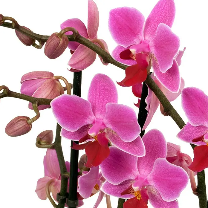 Piardino Schmetterlingsorchidee - Phalaenopsis Hybride Multiflora, Topfgröße: 12 cm, Anzahl Triebe: 3 Stk., Aufrecht, Sortenabhängig - Detailaufnahme