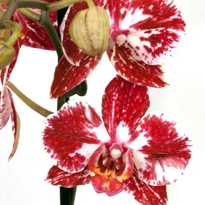 Piardino Orquídea mariposa - Phalaenopsis Hybride Mashimo, Tamaño de maceta: 12 cm, Bicolor, Número de brotes: 2 ud., En posición vertical - Primer plano